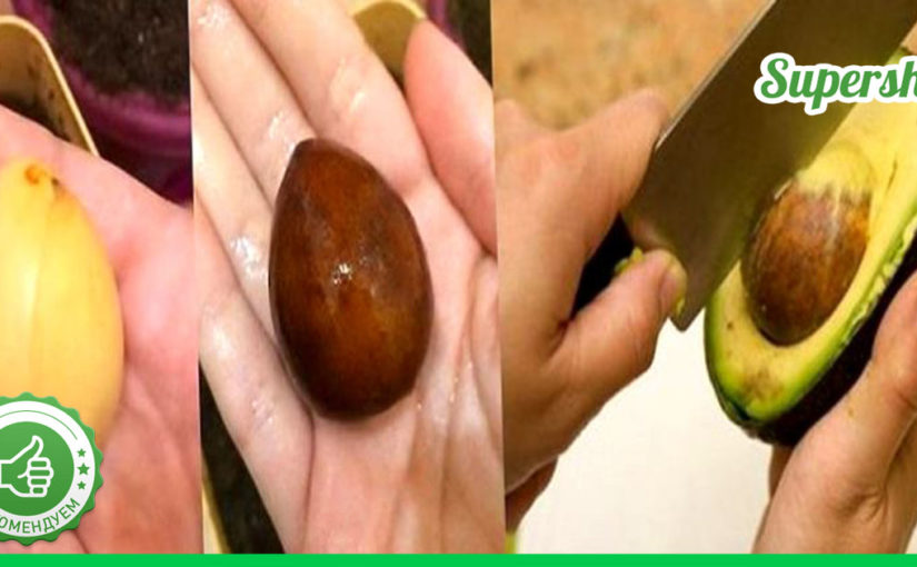 Совершенно секретно: польза косточки авокадо в повседневной жизни.